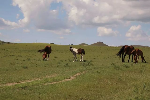 乾港集團高層草原自駕游